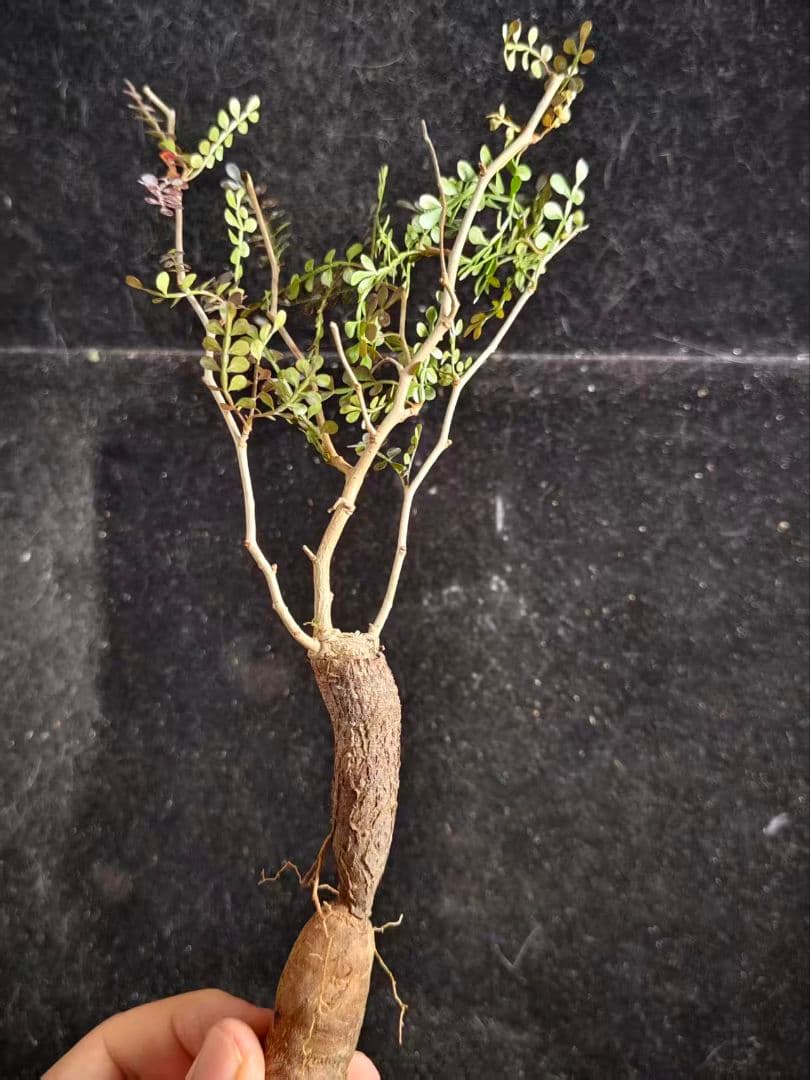 T*C様 オペルクリカリア パキプス／Operculicarya pachypu