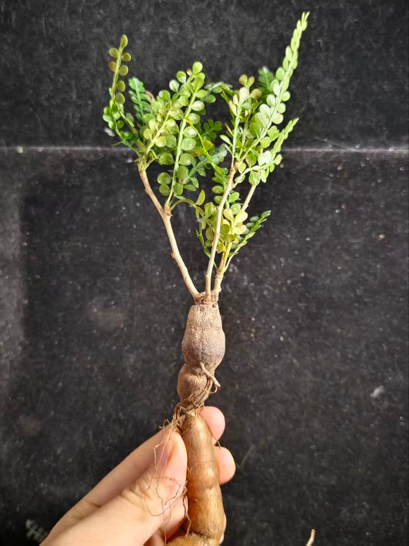 T*C様 オペルクリカリア パキプス／Operculicarya pachypu