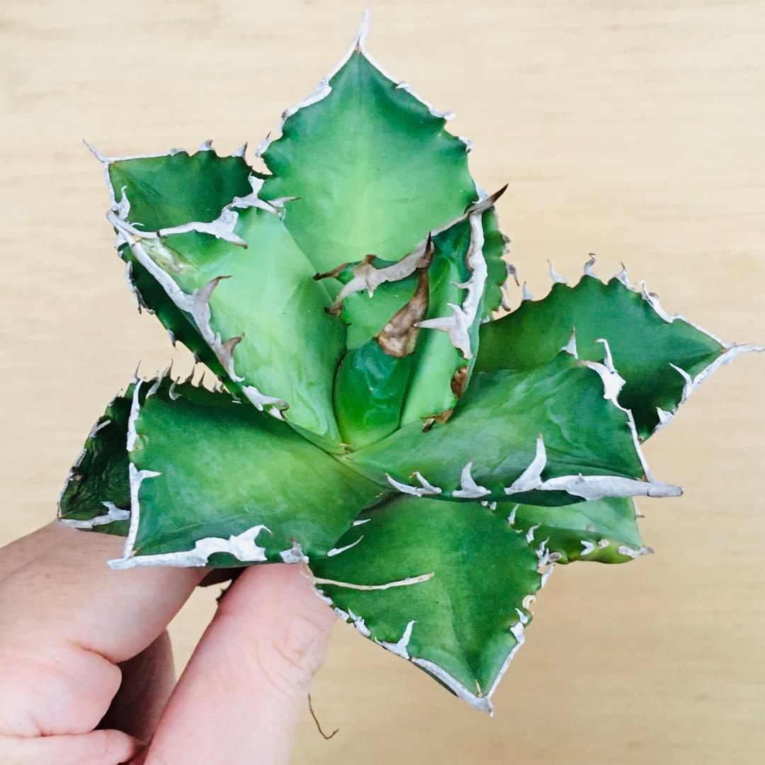 23-7 白火焔 TC株 アガベ チタノタ ホワイトファイヤー