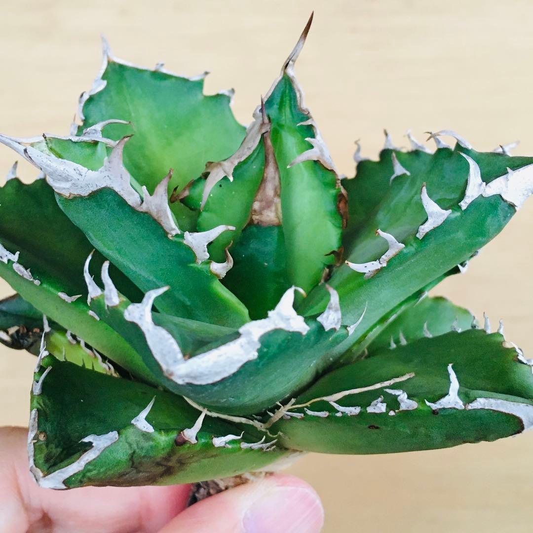 23-7 白火焔 TC株 アガベ チタノタ ホワイトファイヤー