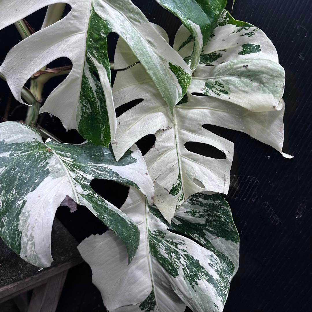 m*7様 斑入りモンステラ ホワイトタイガー極美大株57cm白斑多