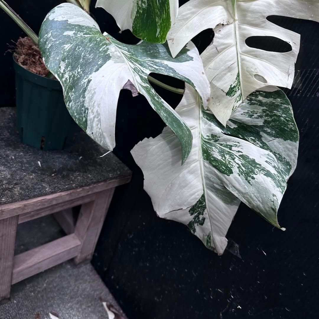 m*7様 斑入りモンステラ ホワイトタイガー極美大株57cm白斑多