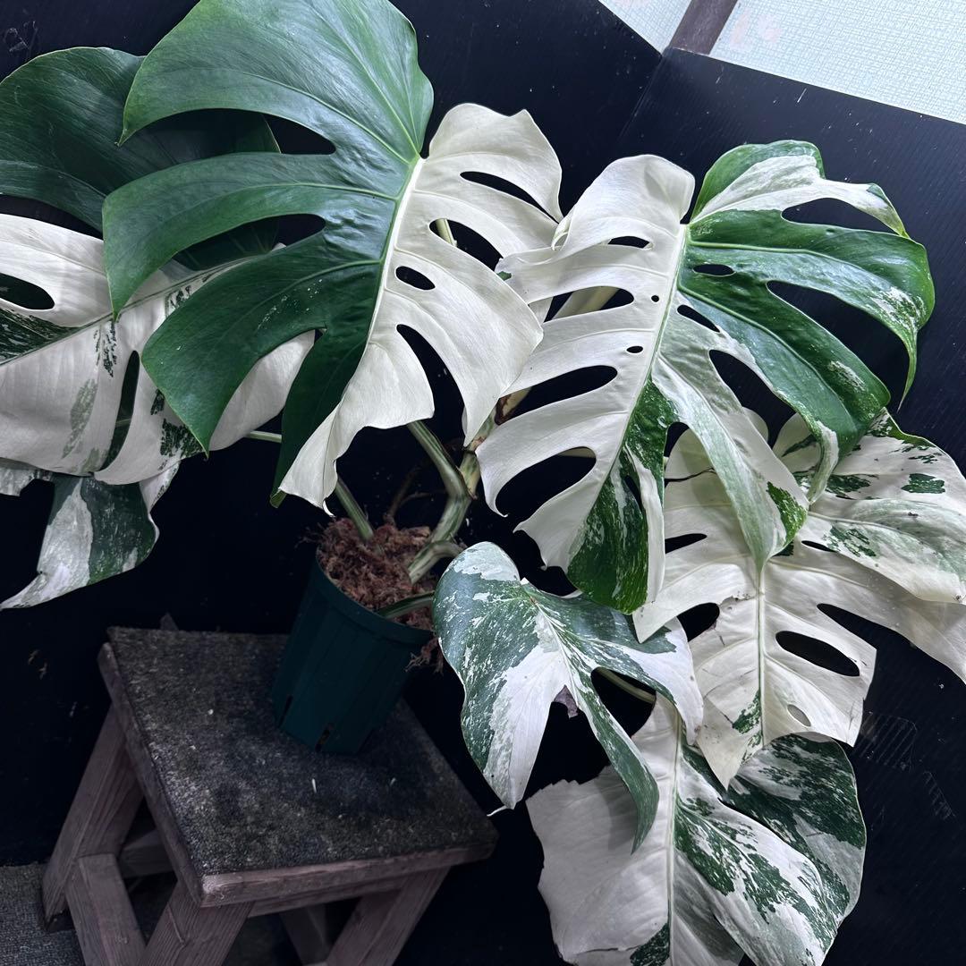 m*7様 斑入りモンステラ ホワイトタイガー極美大株57cm白斑多