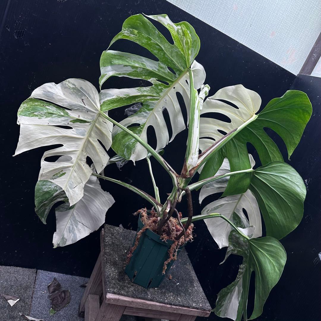 m*7様 斑入りモンステラ ホワイトタイガー極美大株57cm白斑多