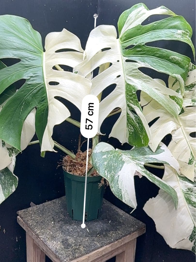 m*7様 斑入りモンステラ ホワイトタイガー極美大株57cm白斑多