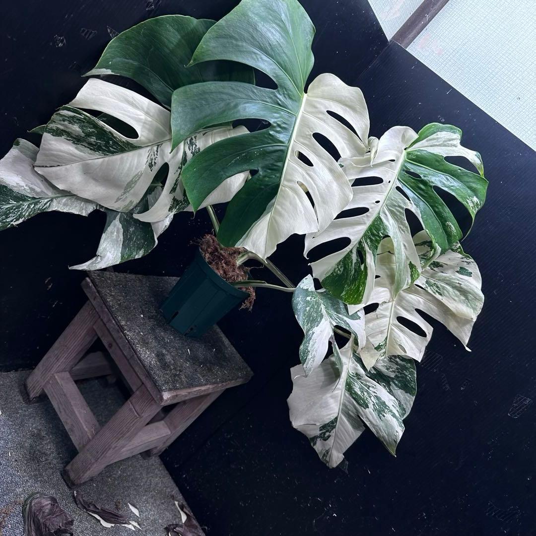 m*7様 斑入りモンステラ ホワイトタイガー極美大株57cm白斑多