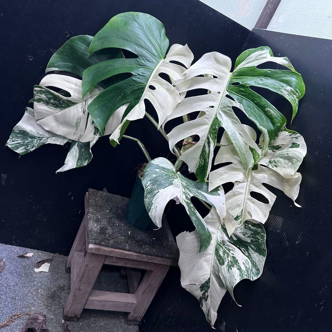 m*7様 斑入りモンステラ ホワイトタイガー極美大株57cm白斑多