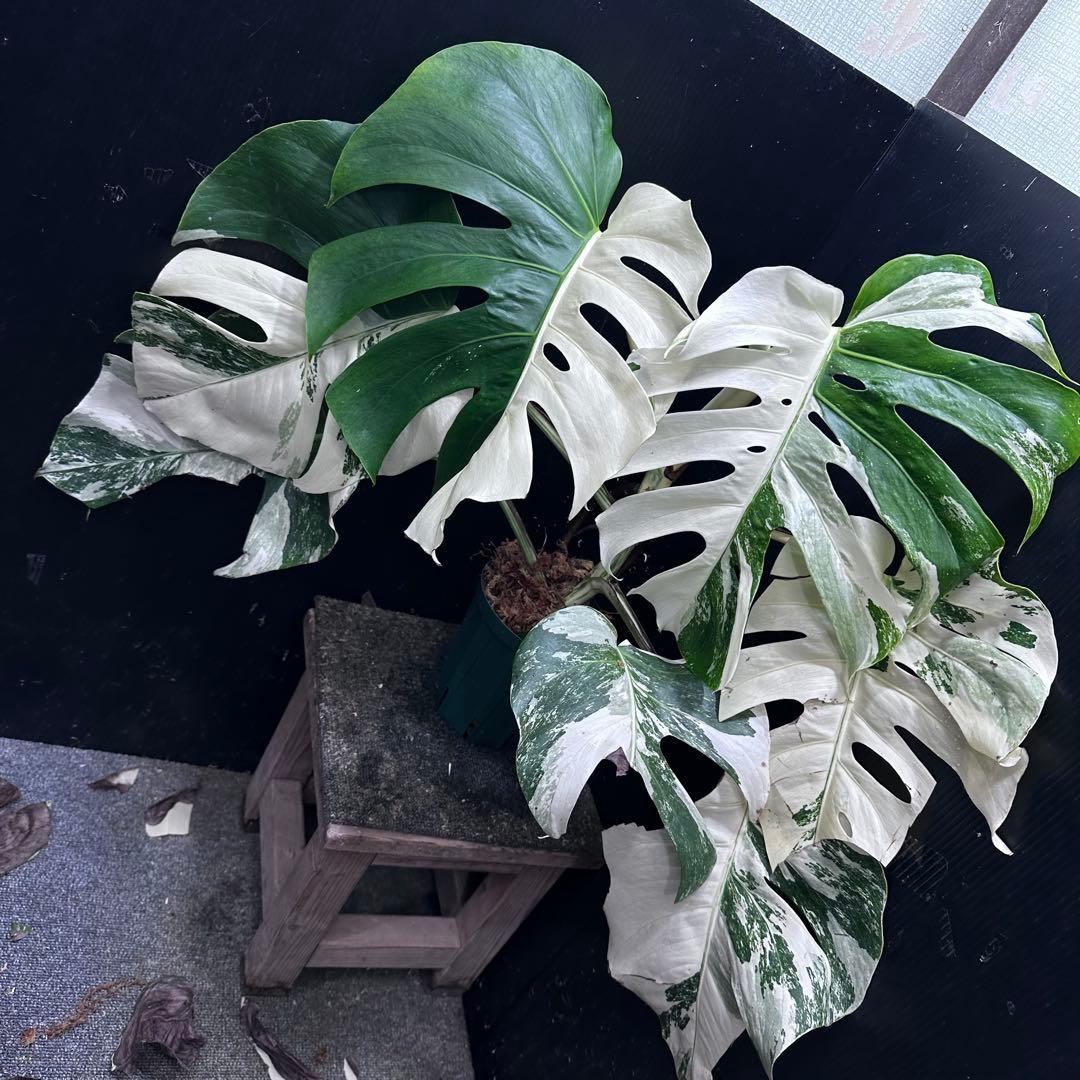 m*7様 斑入りモンステラ ホワイトタイガー極美大株57cm白斑多