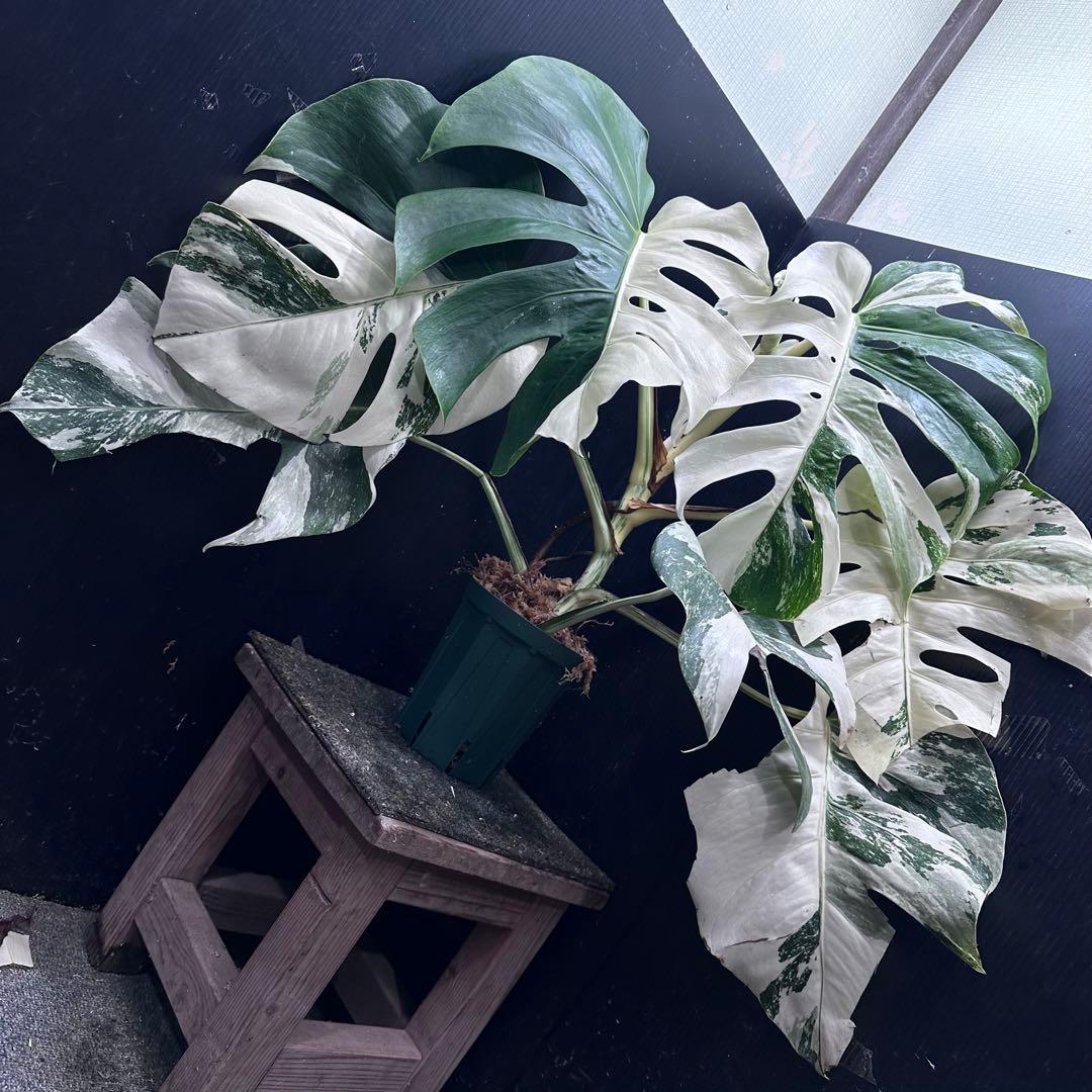 m*7様 斑入りモンステラ ホワイトタイガー極美大株57cm白斑多