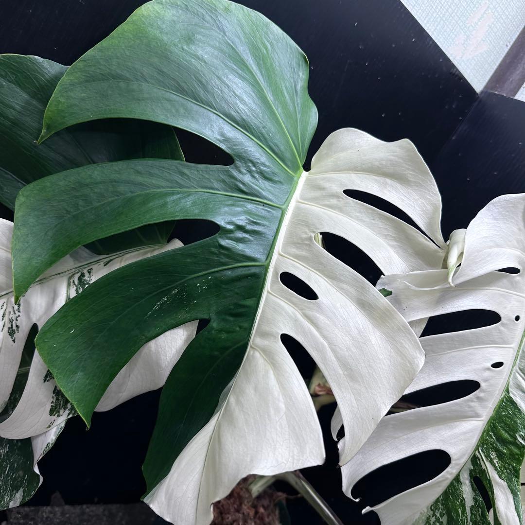 m*7様 斑入りモンステラ ホワイトタイガー極美大株57cm白斑多