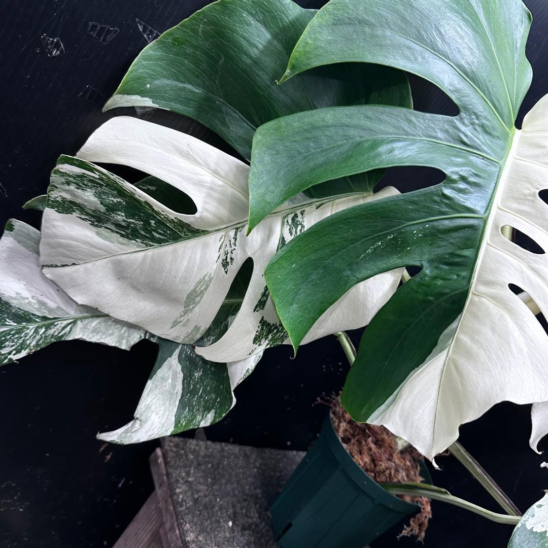 m*7様 斑入りモンステラ ホワイトタイガー極美大株57cm白斑多