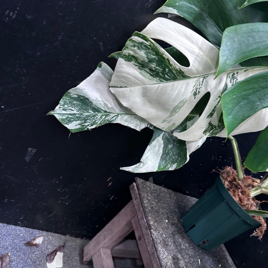 m*7様 斑入りモンステラ ホワイトタイガー極美大株57cm白斑多