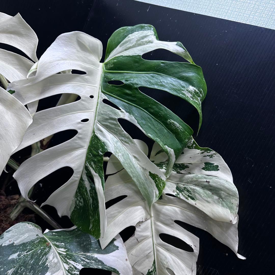 m*7様 斑入りモンステラ ホワイトタイガー極美大株57cm白斑多