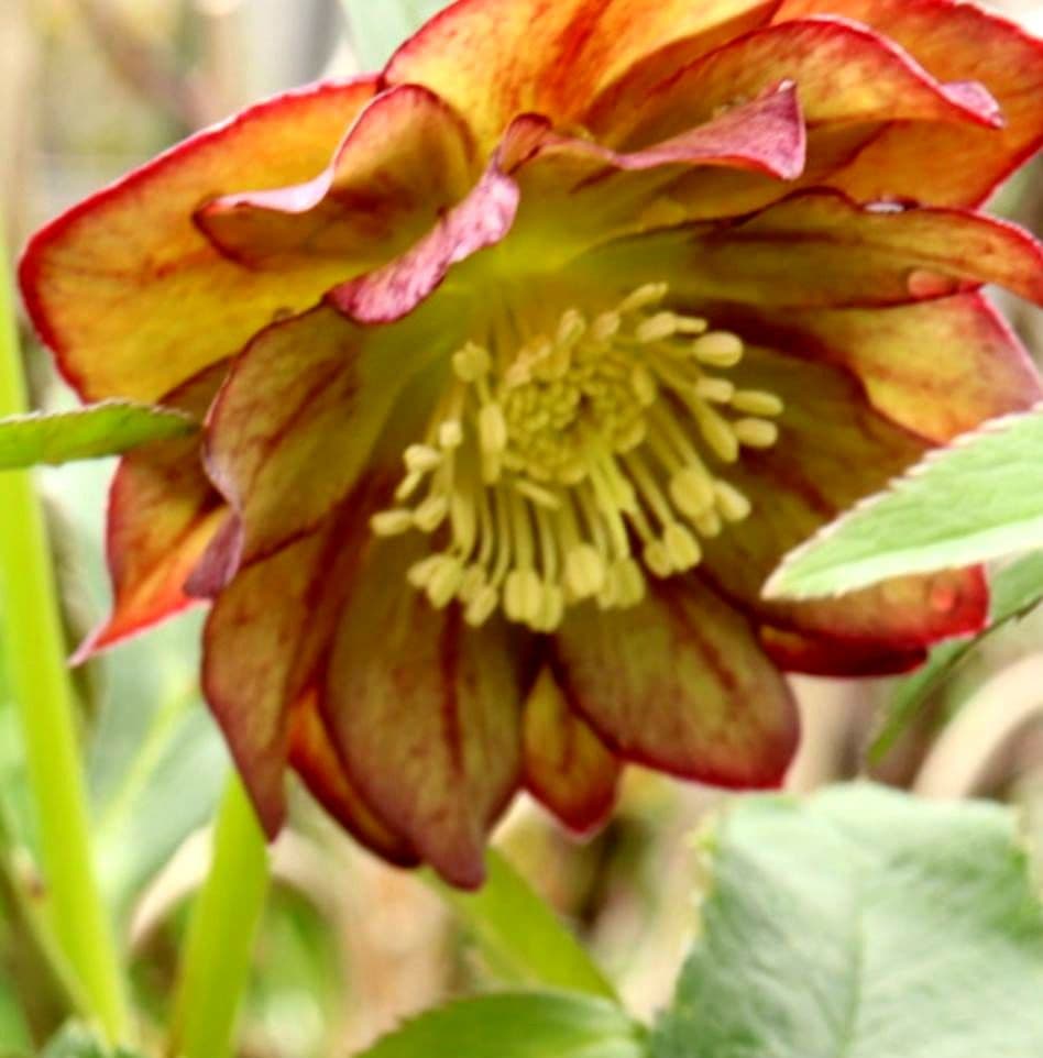 クリスマスローズ　広瀬園芸　原種系ダブル