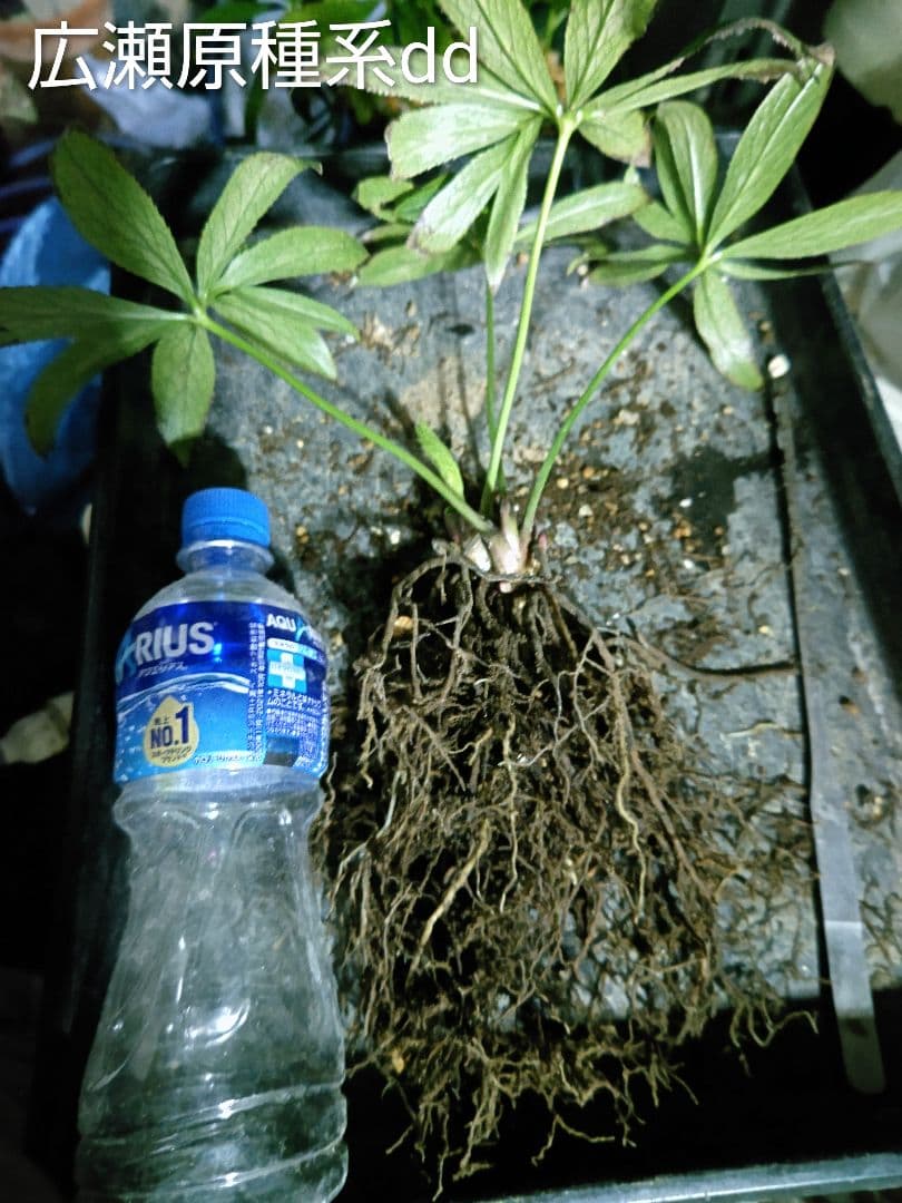 クリスマスローズ　広瀬園芸　原種系ダブル