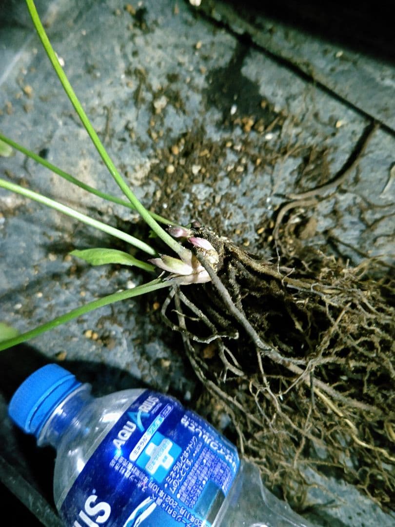 クリスマスローズ　広瀬園芸　原種系ダブル