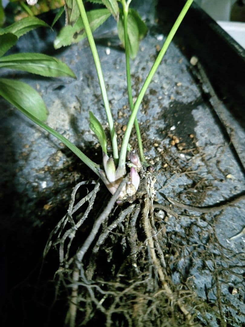 クリスマスローズ　広瀬園芸　原種系ダブル