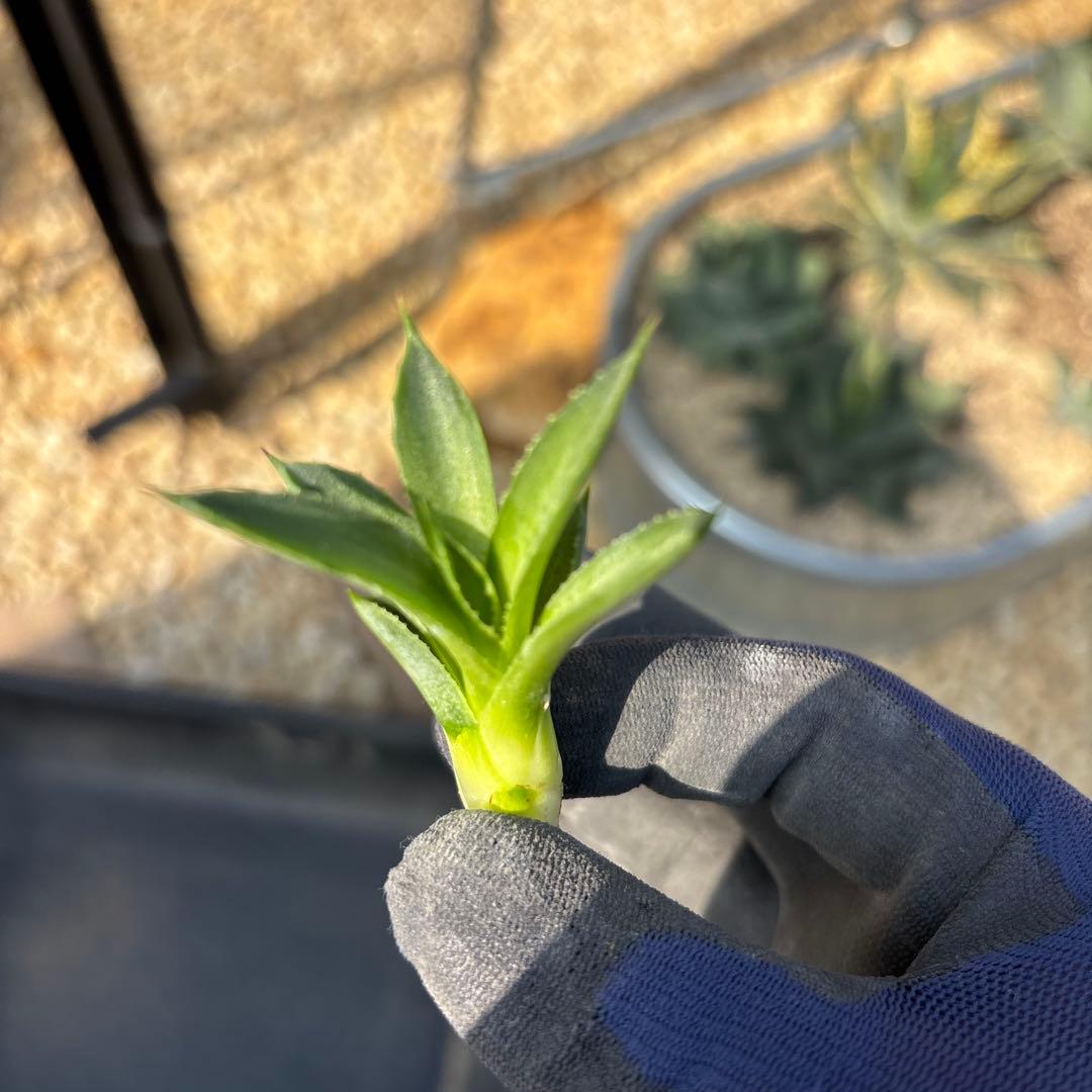 アガベ　パリー　トランカータ塵斑　子株⑤