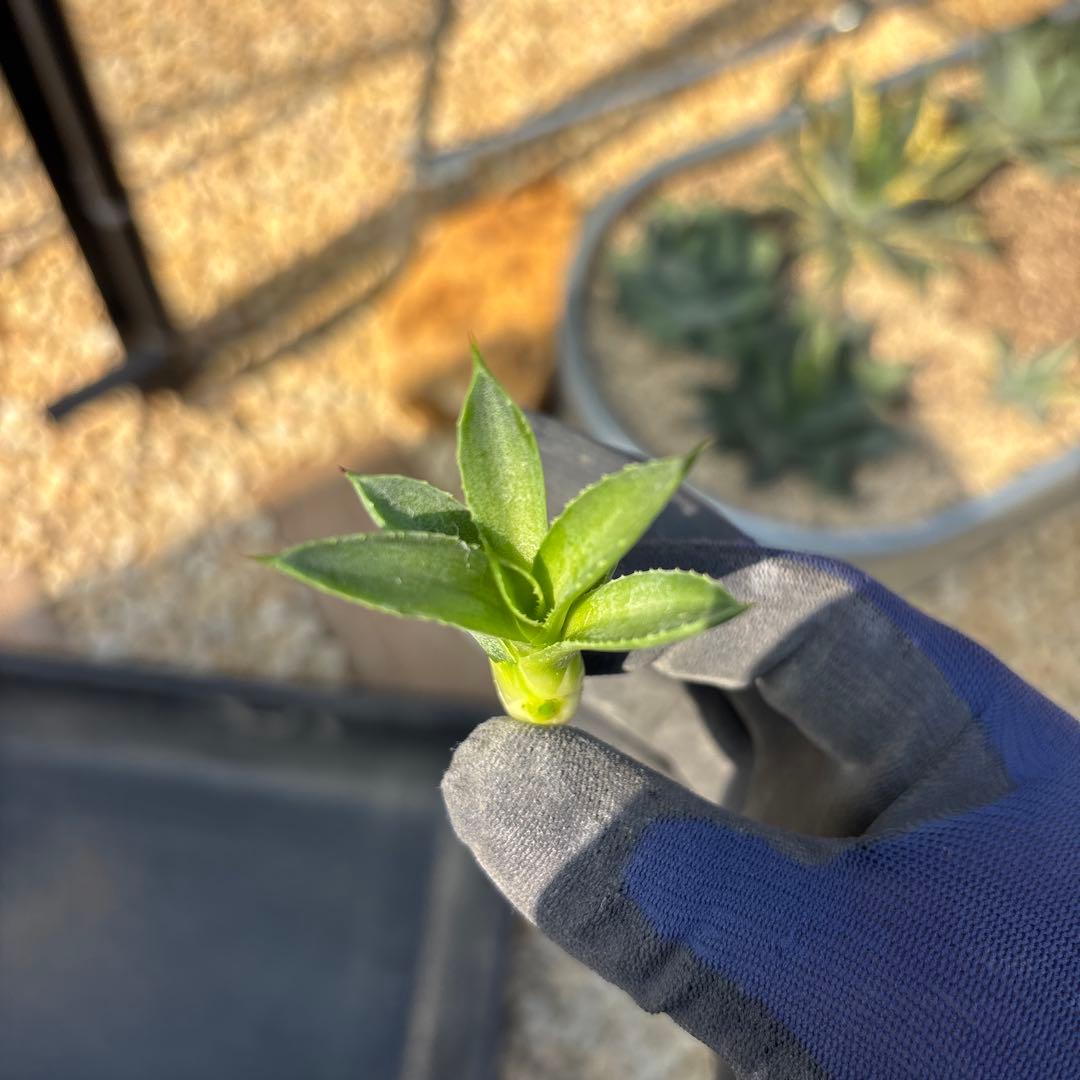 アガベ　パリー　トランカータ塵斑　子株⑤