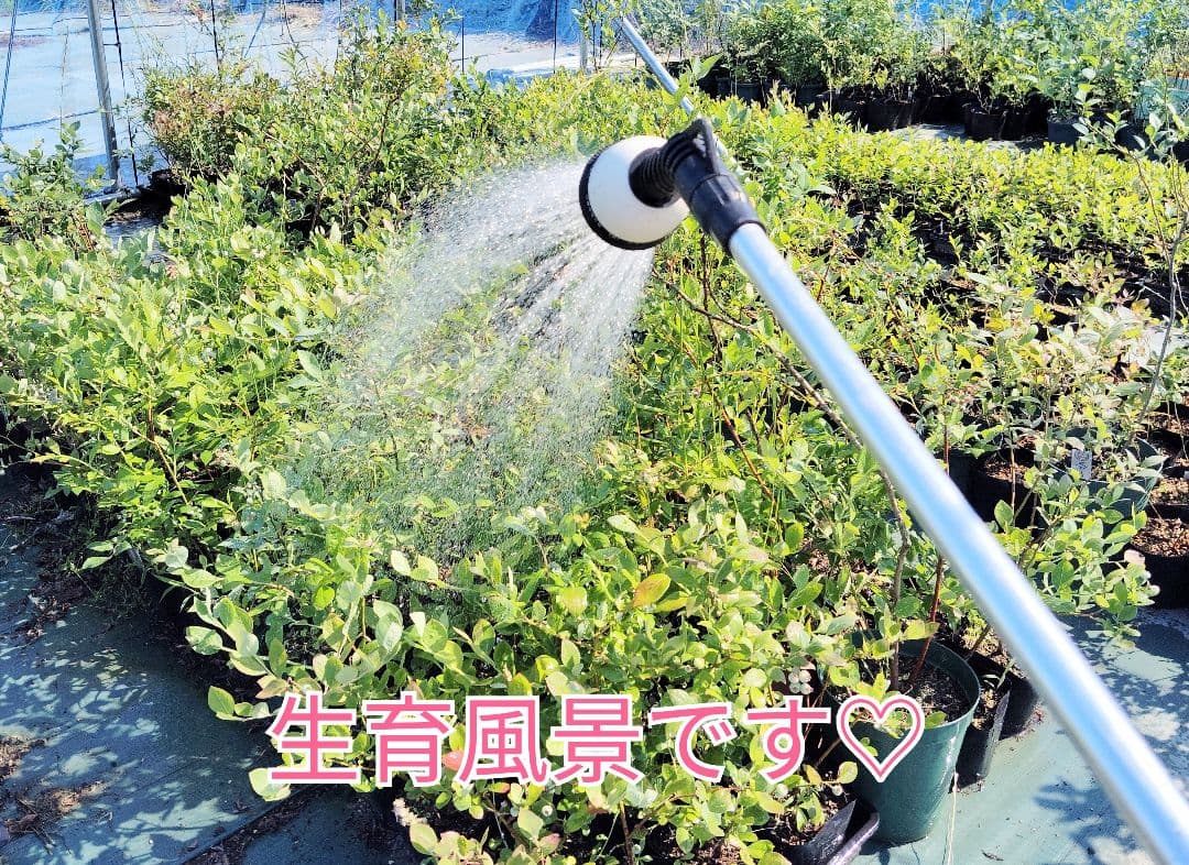 ブルーベリー苗　6本セット＋おまけ品種不明苗1本付き