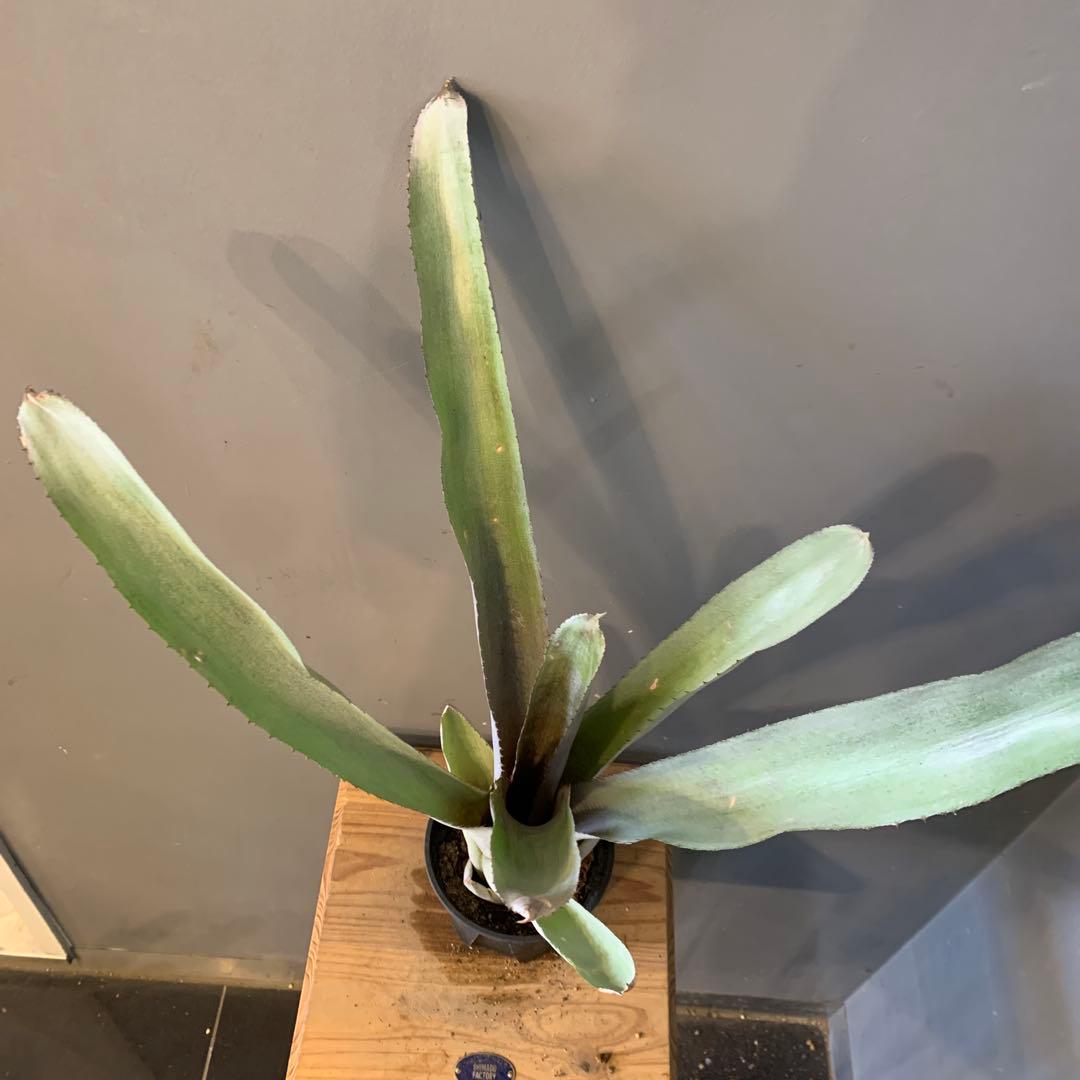 エクメア ムルフォーディーマルバ 1