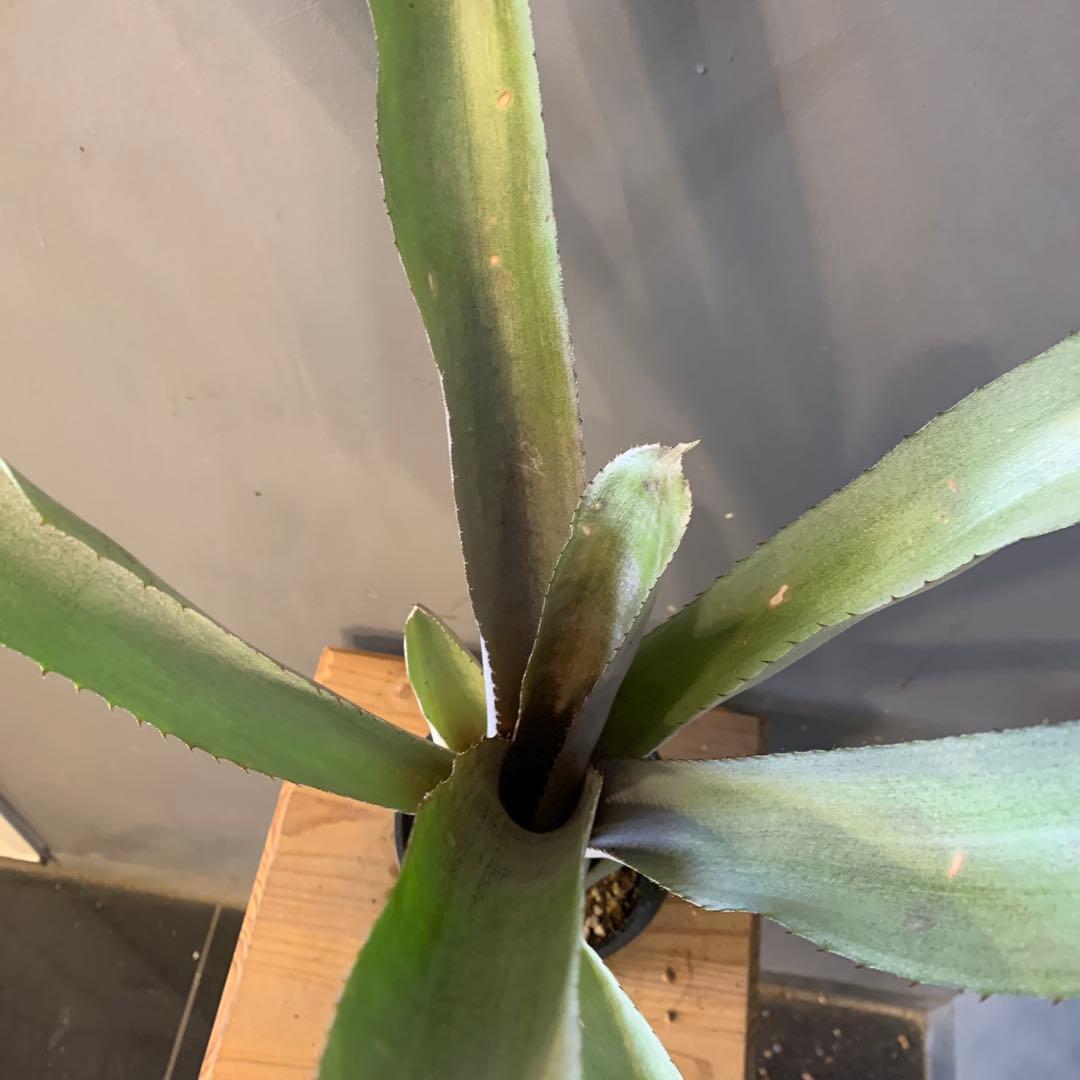 エクメア ムルフォーディーマルバ 1