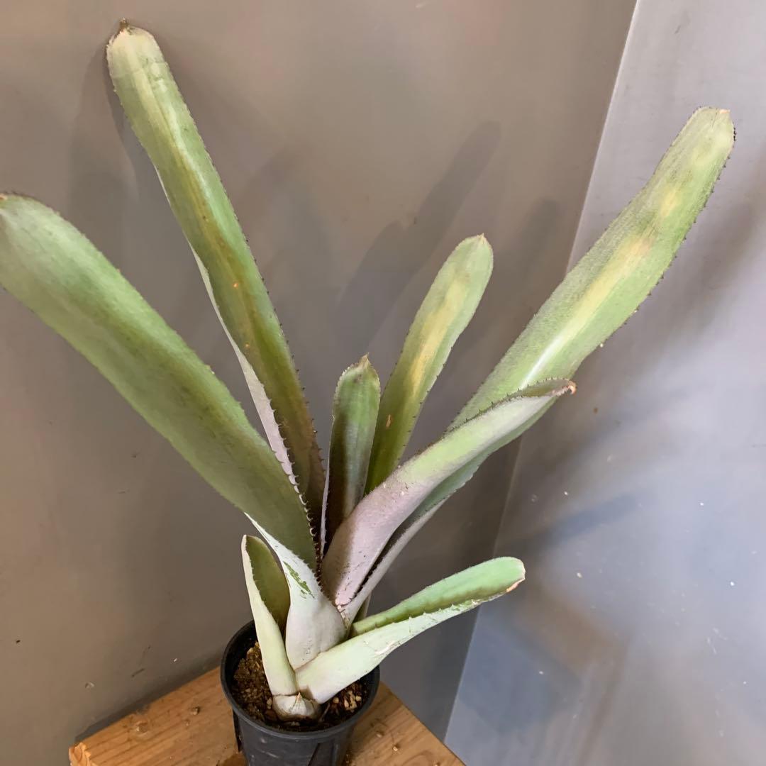 エクメア ムルフォーディーマルバ 1