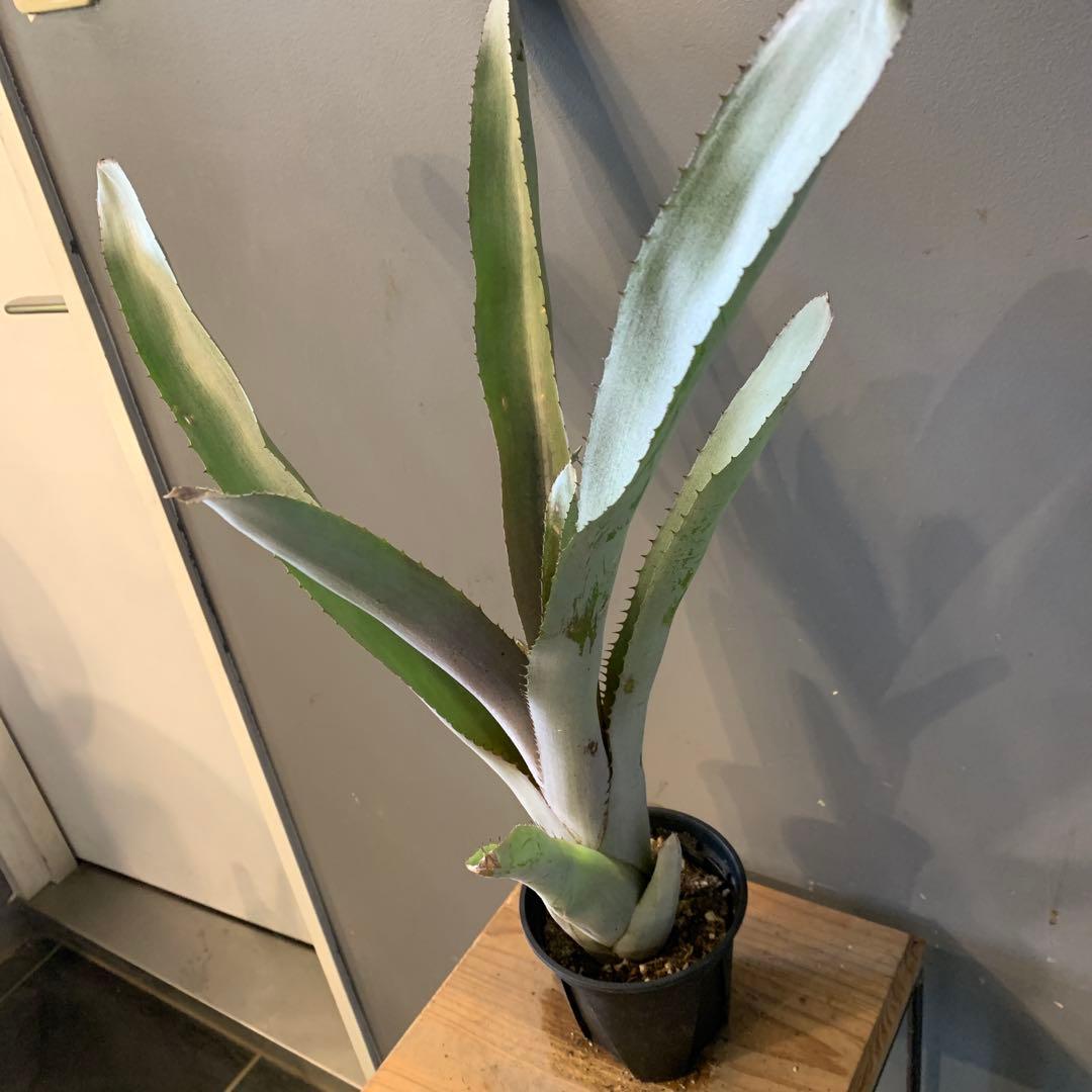 エクメア ムルフォーディーマルバ 1