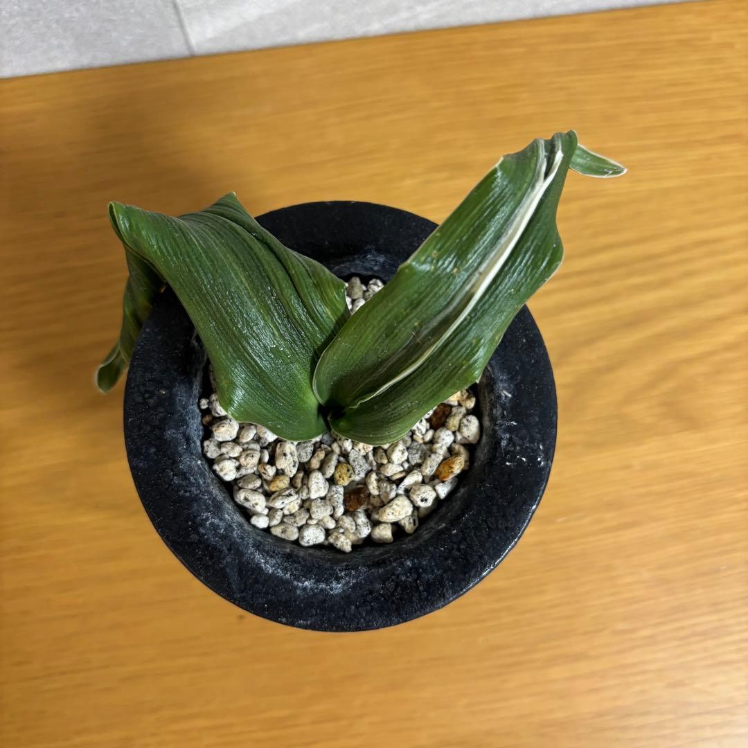 万年青　舞子獅子　獅子系　頭木　おもと