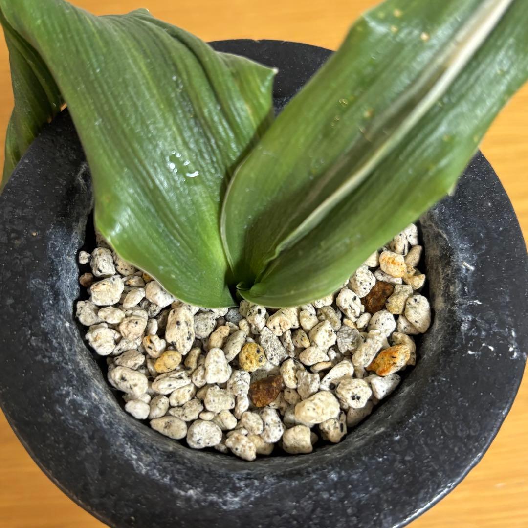 万年青　舞子獅子　獅子系　頭木　おもと