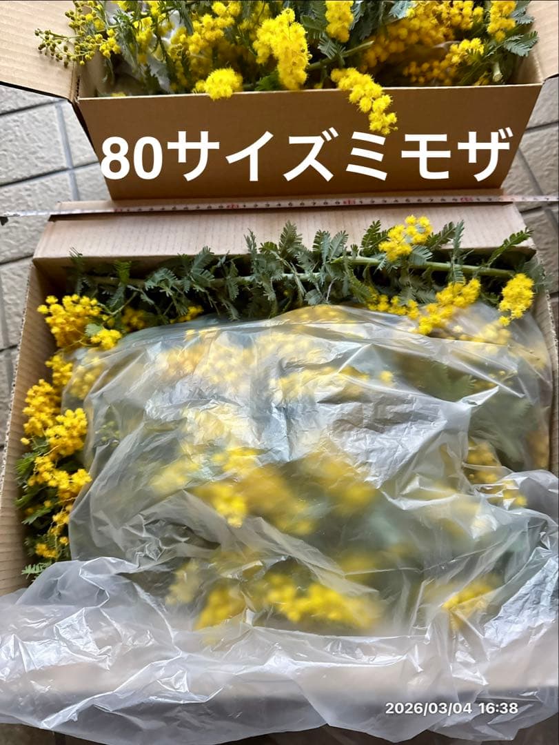 見本 (満開ふわふわミモザ 80サイズ フレッシュ)
