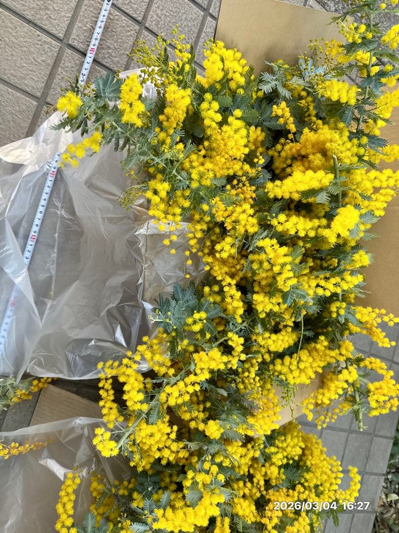 見本 (満開ふわふわミモザ 80サイズ フレッシュ)