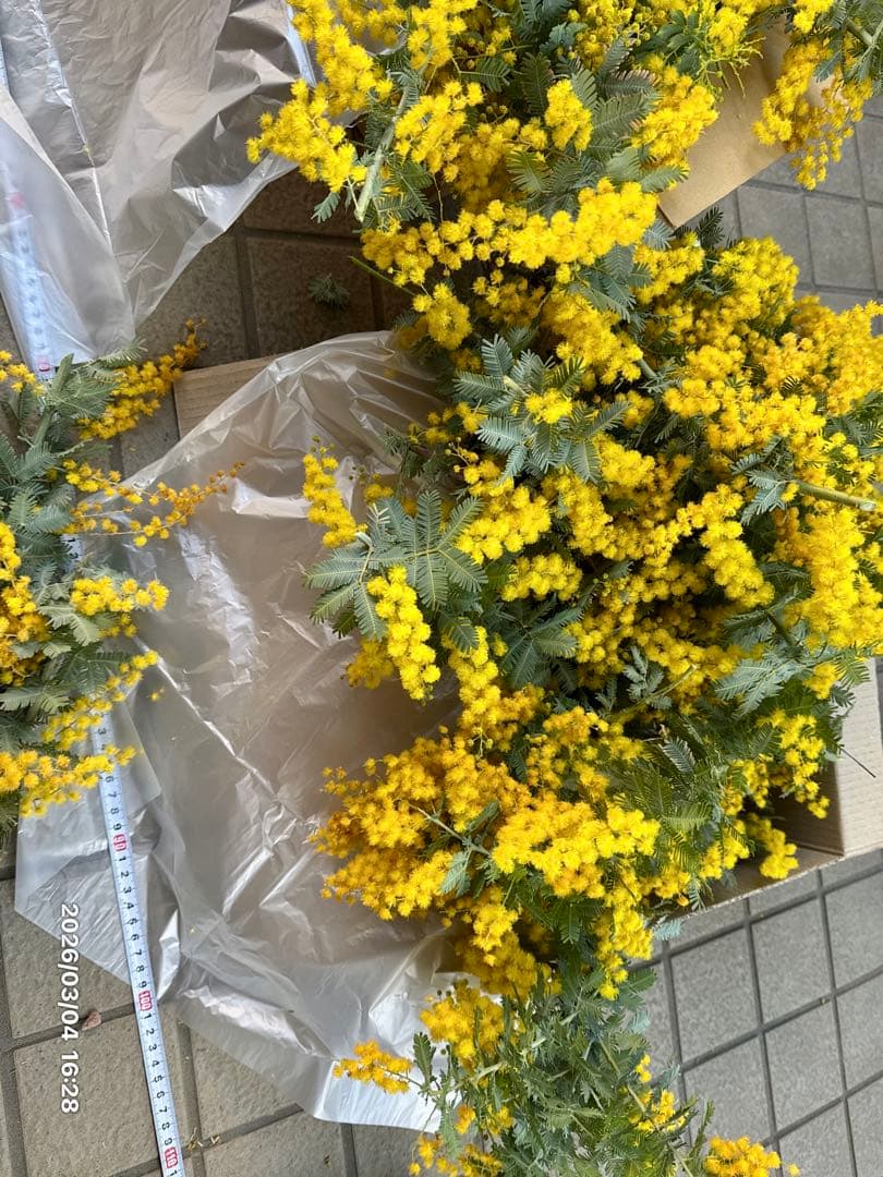 見本 (満開ふわふわミモザ 80サイズ フレッシュ)