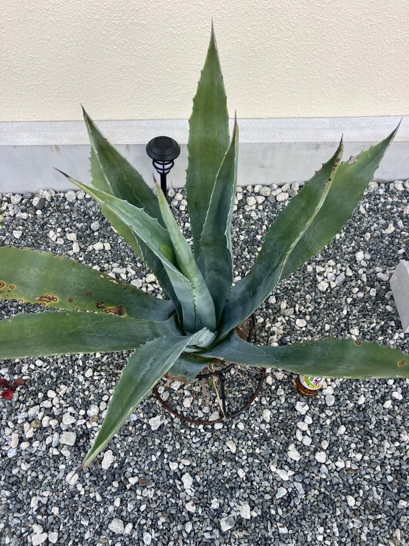 ぬ*ー様 アガベ アメリカーナ 大株 優良株 プロトアメリカーナ シルバーサーフ