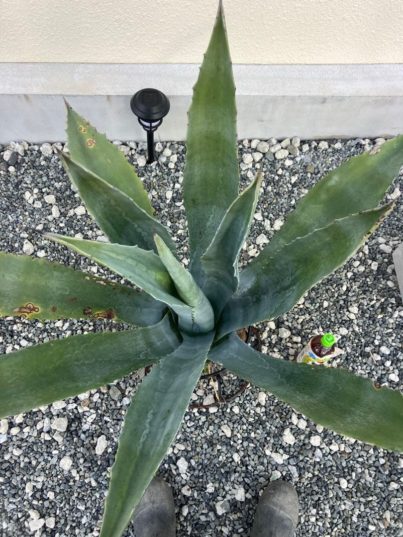 ぬ*ー様 アガベ アメリカーナ 大株 優良株 プロトアメリカーナ シルバーサーフ