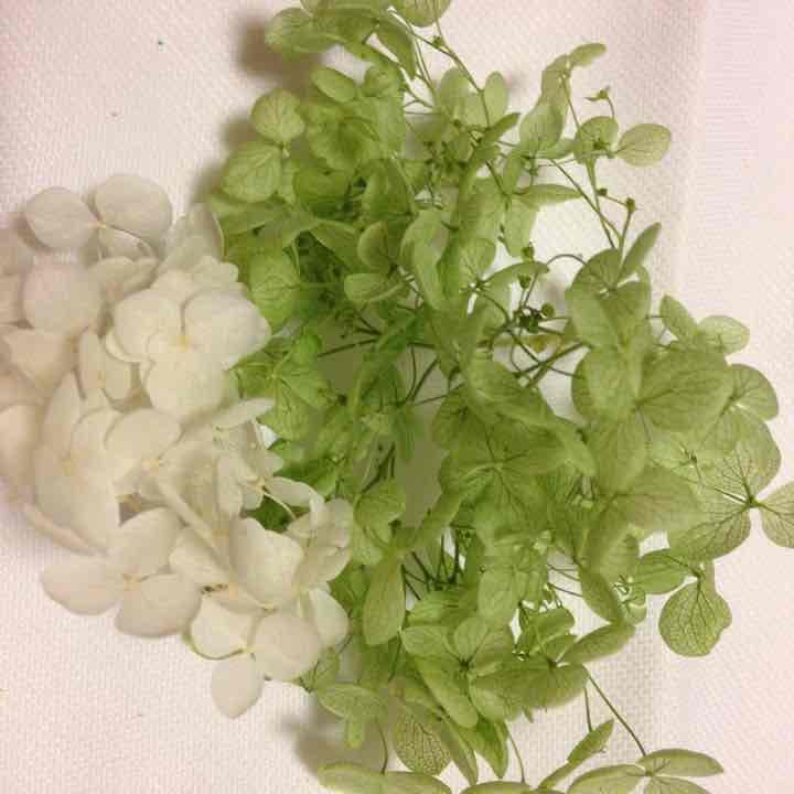 アナベル アジサイ 確認用 ③ プリザーブドフラワー