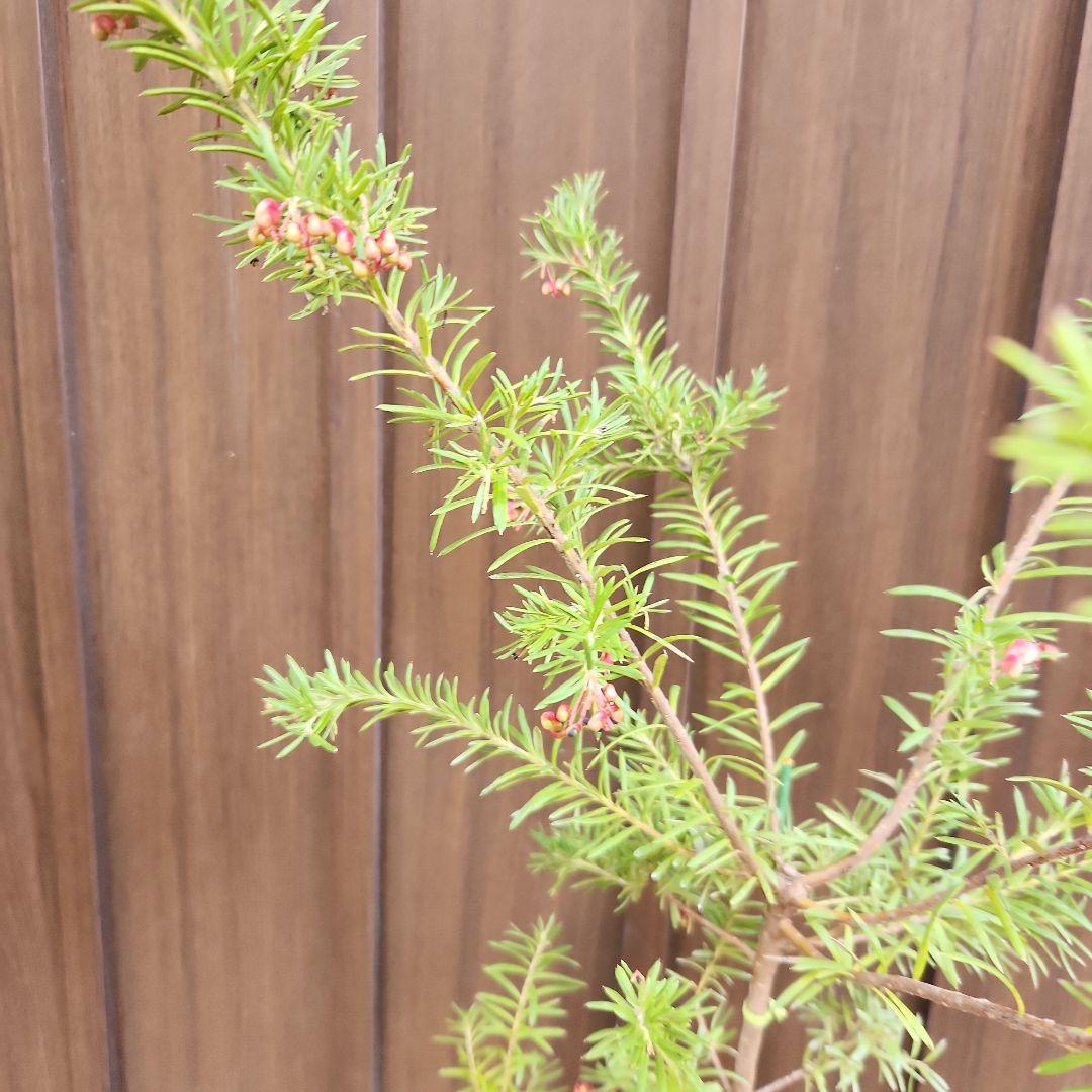 グレビレア　プーリンダマリオン　テラコッタ鉢植え　苗　オージープランツ