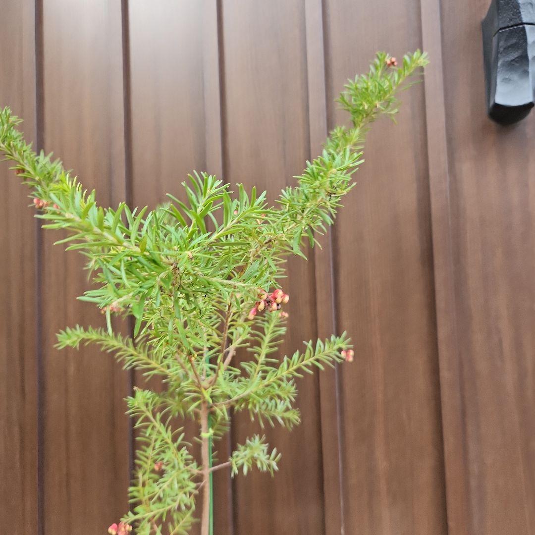 グレビレア　プーリンダマリオン　テラコッタ鉢植え　苗　オージープランツ