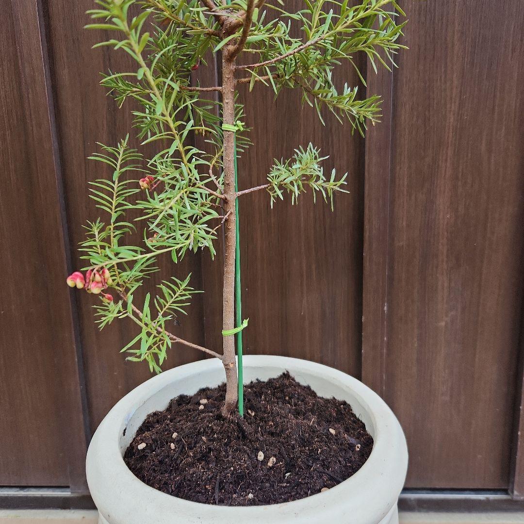 グレビレア　プーリンダマリオン　テラコッタ鉢植え　苗　オージープランツ