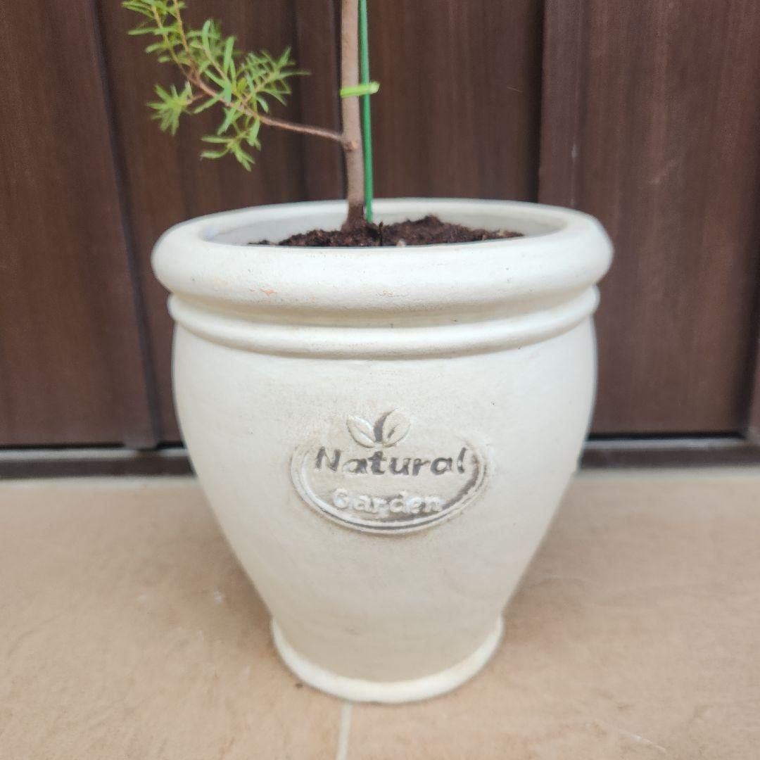 グレビレア　プーリンダマリオン　テラコッタ鉢植え　苗　オージープランツ