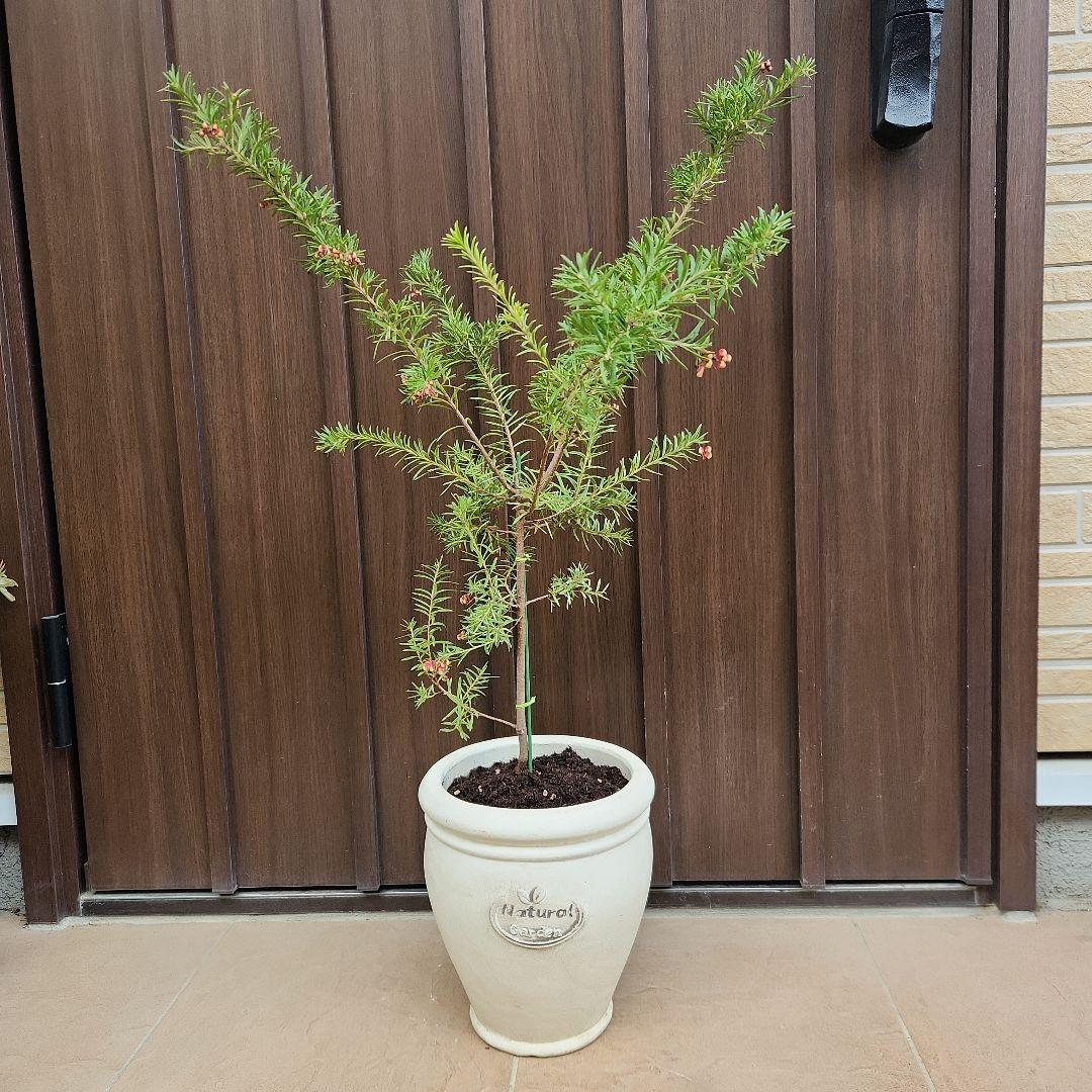 グレビレア　プーリンダマリオン　テラコッタ鉢植え　苗　オージープランツ