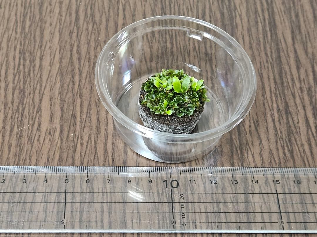 専用　yuun様ご確認用ウィリンキー ジェニー　ビカクシダ 胞子培養