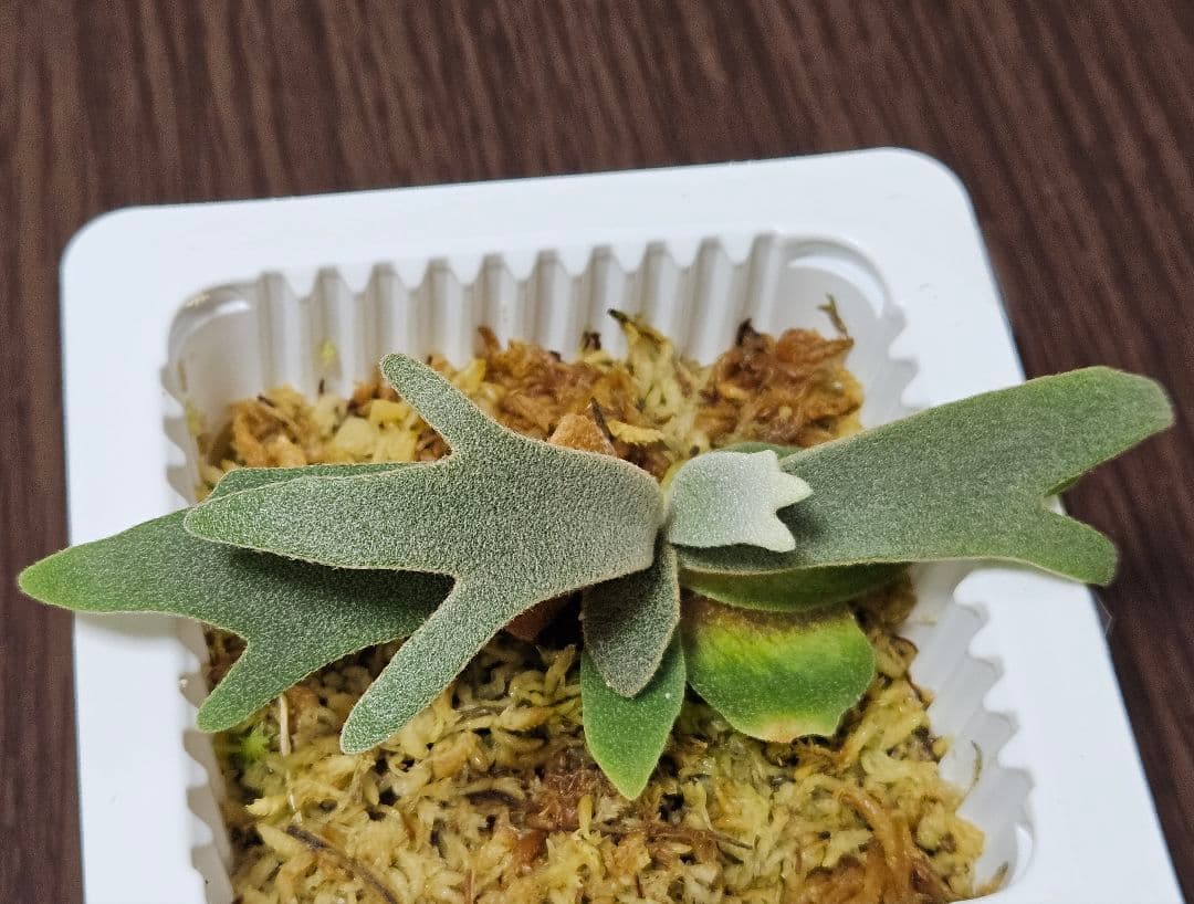 専用　yuun様ご確認用ウィリンキー ジェニー　ビカクシダ 胞子培養