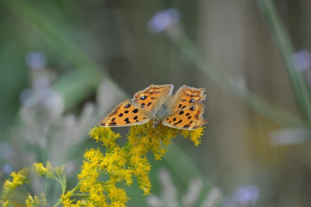 Sigma AF Apo Tele Macro 400mm f5.6 Fマウント