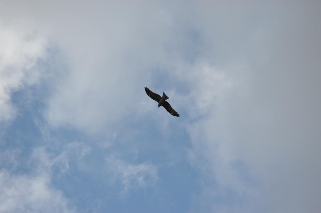 Sigma AF Apo Tele Macro 400mm f5.6 Fマウント