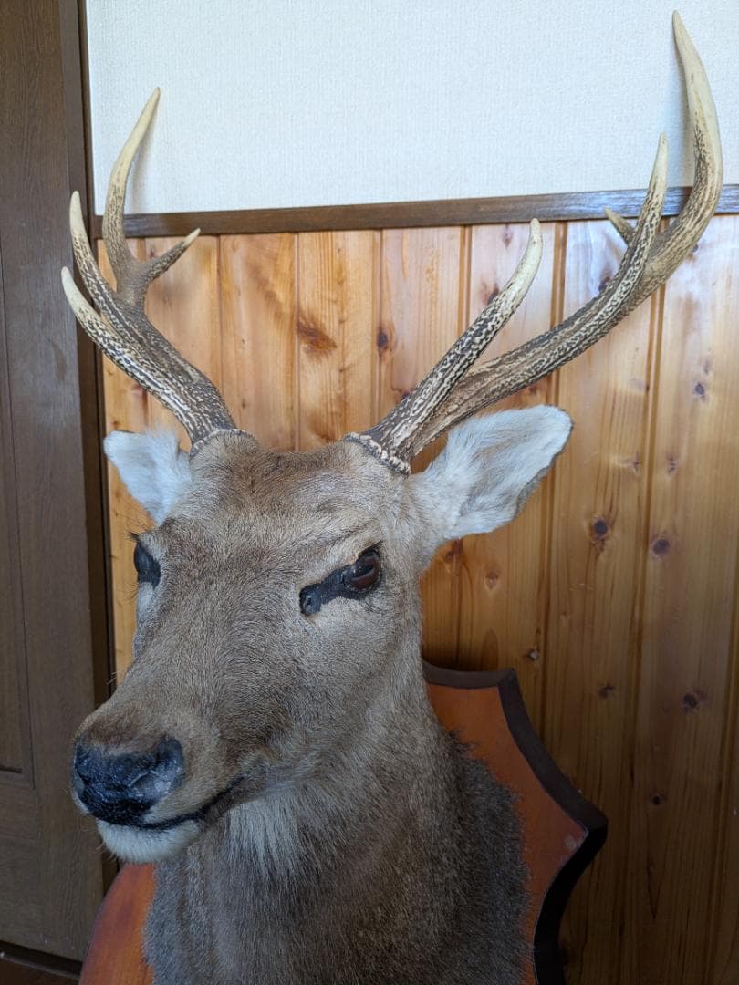 シカの頭部　剥製　壁掛け　本物