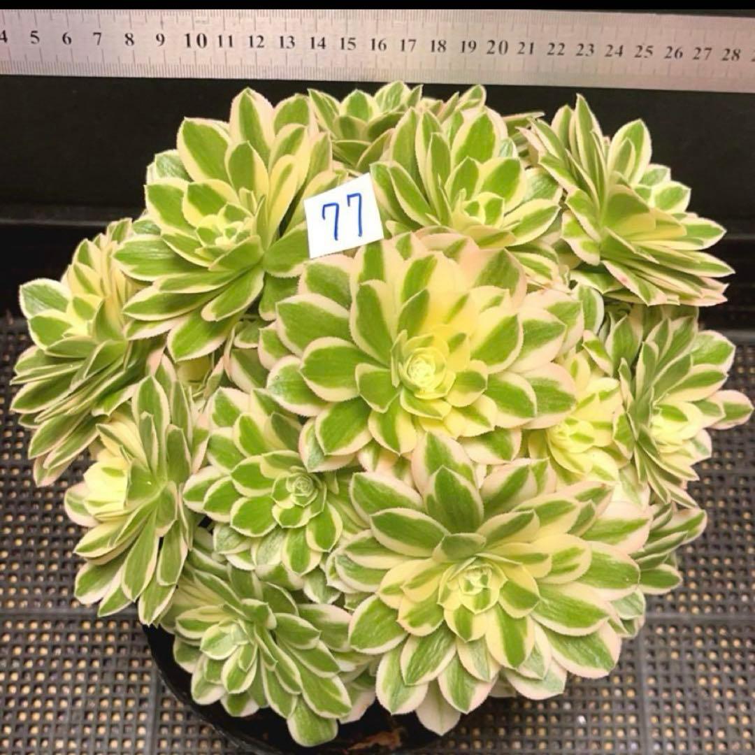 77#多肉植物❤️アエオニウム錦❤️ マイバッハ ❤️ 25大頭25cm钵土付き出荷