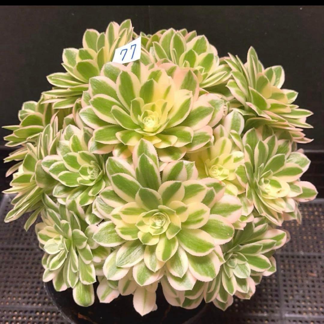 77#多肉植物❤️アエオニウム錦❤️ マイバッハ ❤️ 25大頭25cm钵土付き出荷