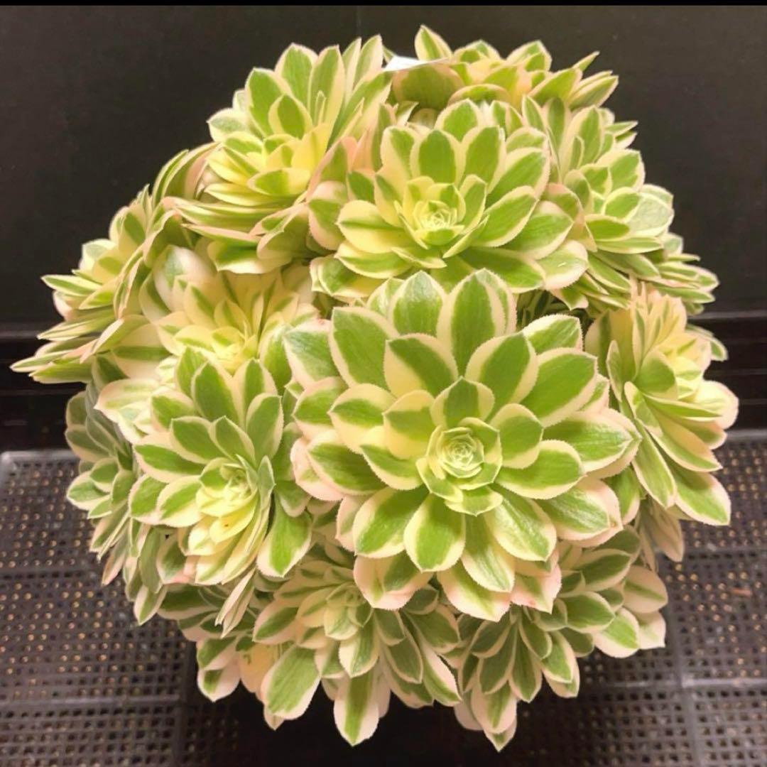 77#多肉植物❤️アエオニウム錦❤️ マイバッハ ❤️ 25大頭25cm钵土付き出荷