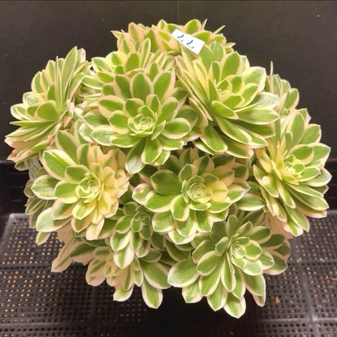 77#多肉植物❤️アエオニウム錦❤️ マイバッハ ❤️ 25大頭25cm钵土付き出荷